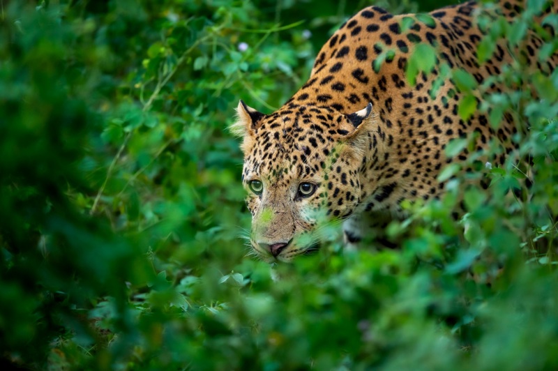 Σαφάρι στο Εθνικό Πάρκο Πάννα