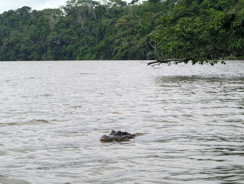 Σαφάρι αλιγάτορα