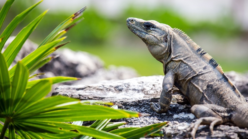  ΚΑΝΚΟΥΝ: ελεύθερη ημέρα