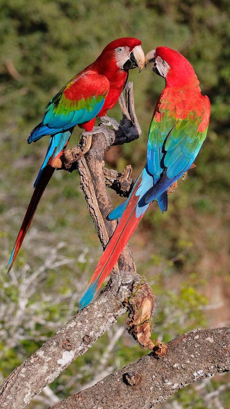 Πλήρης διατροφή στη ζούγκλα Παντανάλ - ημιδιατροφή στο υπόλοιπο ταξίδι