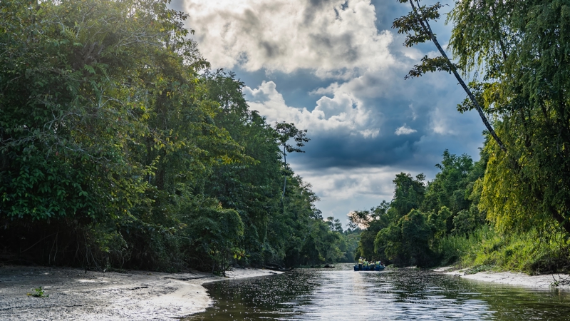 Κατάβαση του ποταμού Kinabatangan