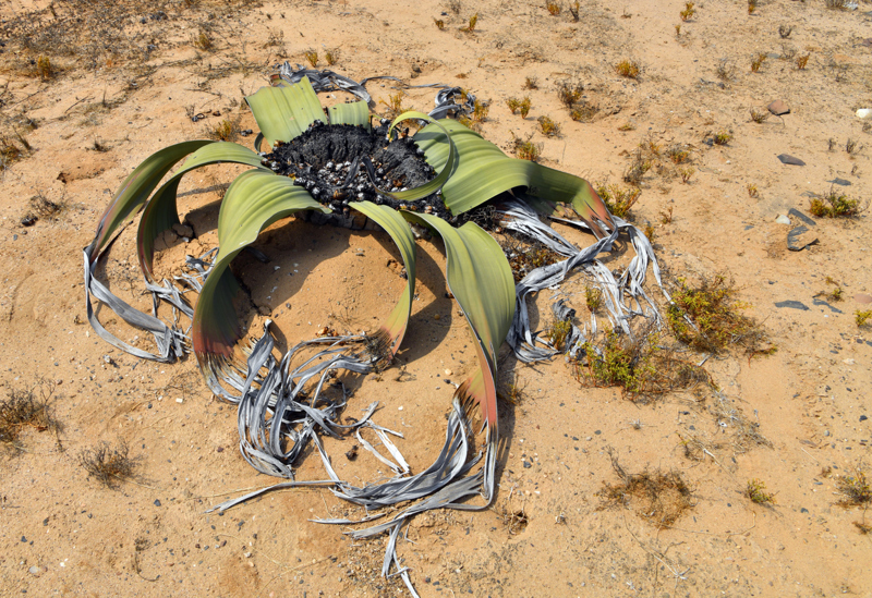 Επίσκεψη στην αφιλόξενη έρημο Ναμίμπ