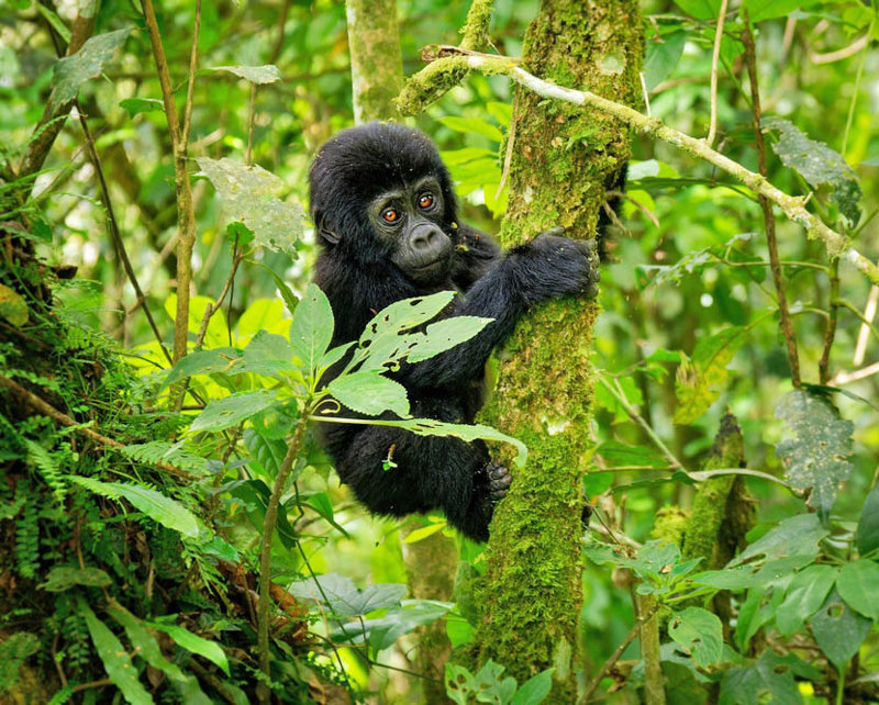 Mικρός ορεινός γορίλας, Εθνικό Πάρκο Mgahinga, Ουγκάντα
