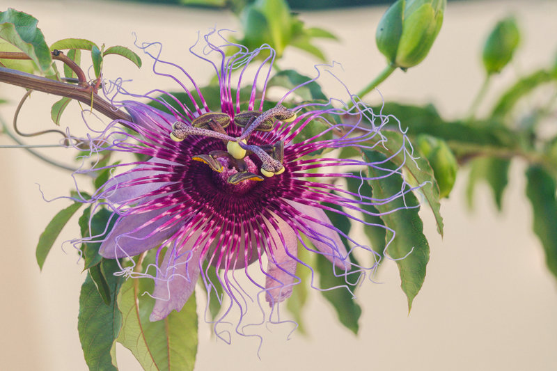 Στα μονοπάτια της Αμαζονίας 