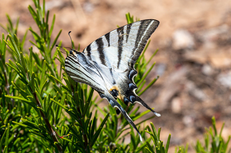 Η διάσημη Κοιλάδα των Πεταλούδων