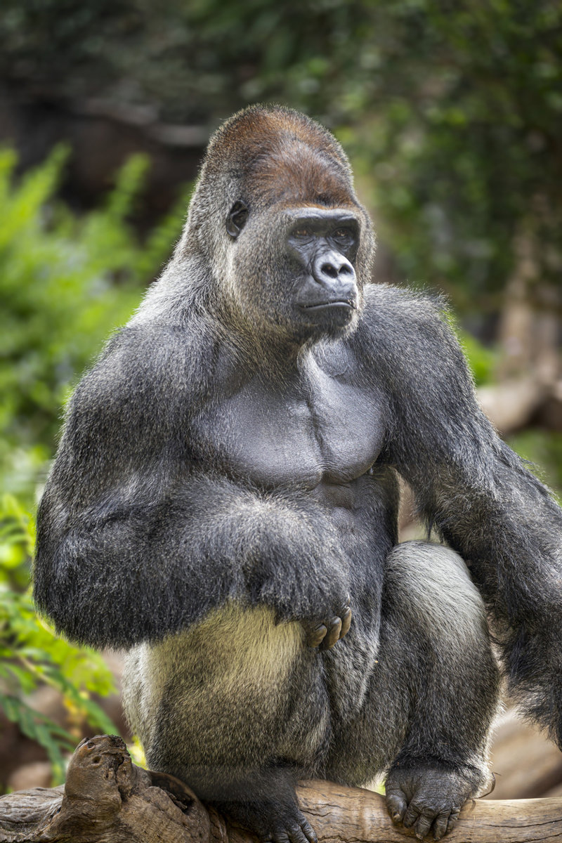 Αναζητήστε τους πεδινούς γορίλες 