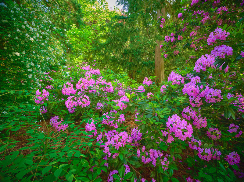 Το καταπράσινο εσωτερικό της Λίλι 