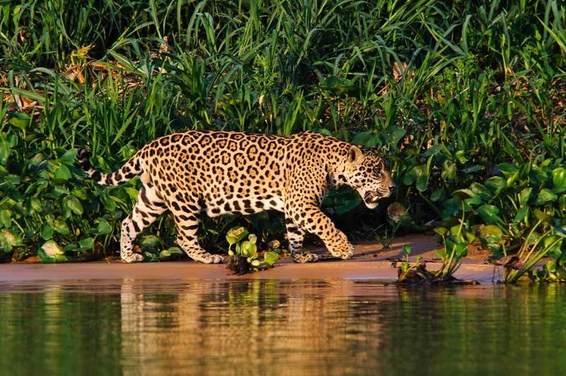 Εξόρμηση στη ζούγκλα Παντανάλ