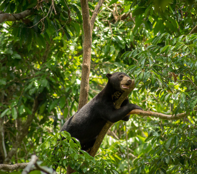 Eπισκεπτόμαστε το κέντρο αποκατάσταση μαλαισιανής αρκούδας στο Βόρνεο 