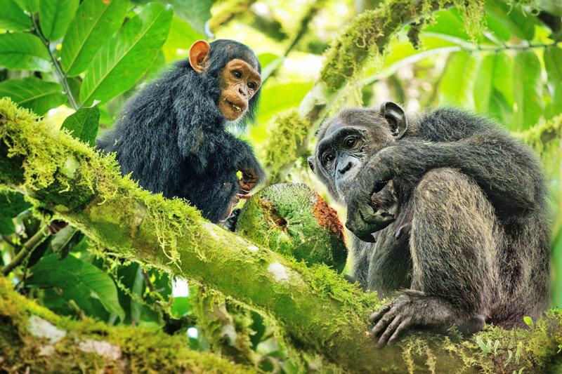 ΝΤΟΥΑΛΑ – ΝΗΣΙ ΠΟΝΓΚΟ ΣΟΝΓΚΟ: Καταφύγιο χιμπατζήδων – ΚΡΙΜΠΙ 