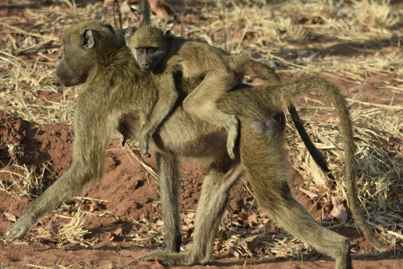 ΑΦΙΞΗ ΣΕ ΑΘΗΝΑ/ ΘΕΣΣΑΛΟΝΙΚΗ/ ΚΥΠΡΟ