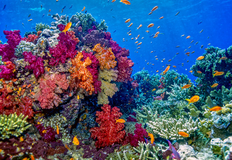 Θα κάνουμε εκδρομές σε υπέροχα νησιά των Φίτζι 