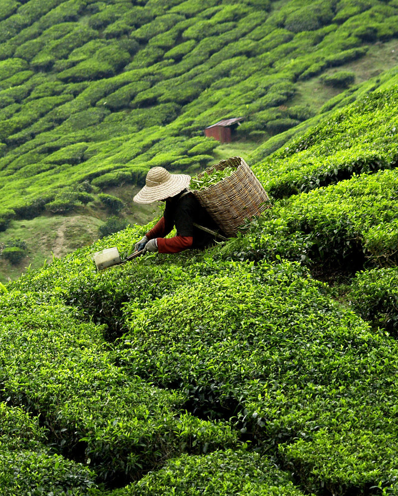 Απολαύστε το περίφημο τσάι Κεϋλάνης 