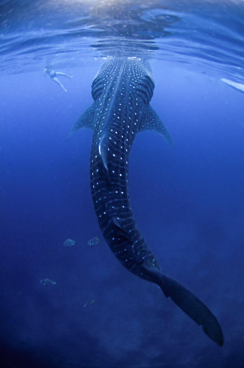 Συνάντηση με φαλαινοκαρχαρίες 