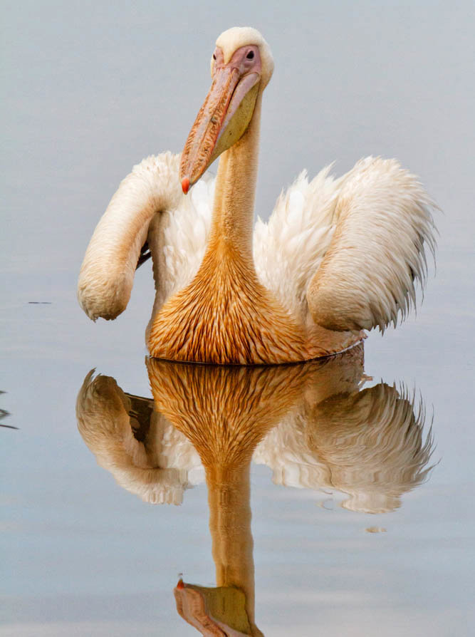 Ο εκπληκτικός υδροβιότοπος της Αβάσσα 