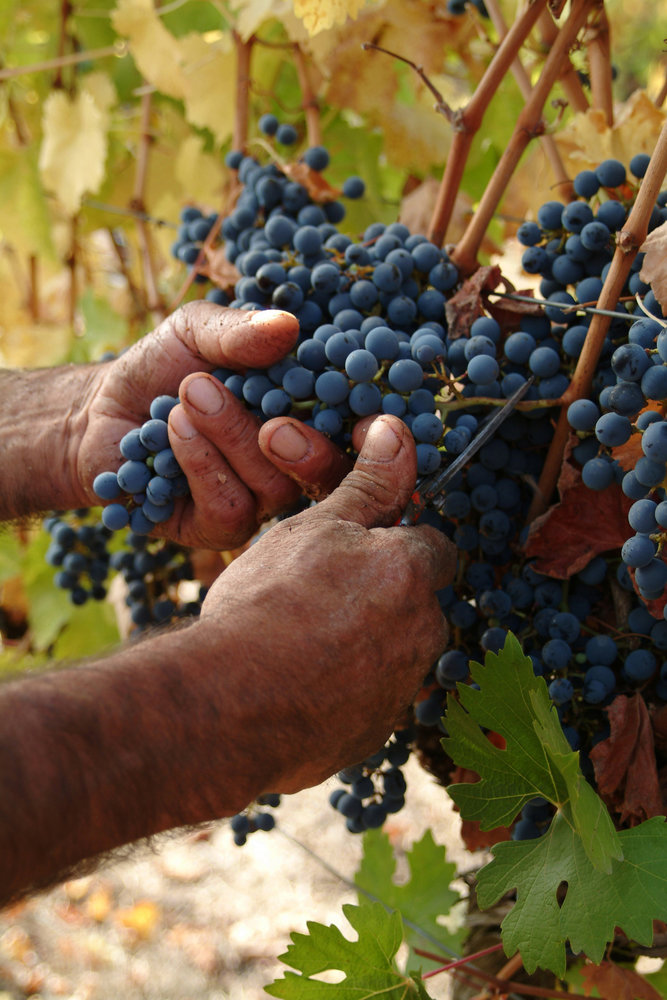 Οι βασικές ποικιλίες 