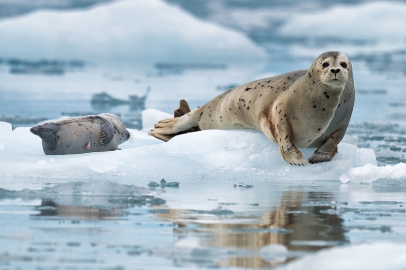 Σιούαρντ: κρουαζιέρα στα φιόρδ (παρατήρηση παγετώνων και άγριας ζωής, γεύμα εν πλω) 
