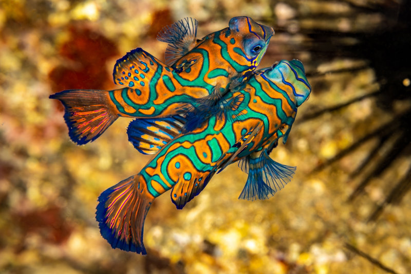 Μπαντανέιρα