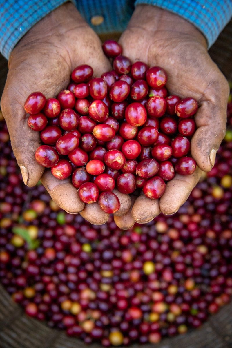 Απολαμβάνουμε τον περίφημο καφέ της Κόστα Ρίκα 