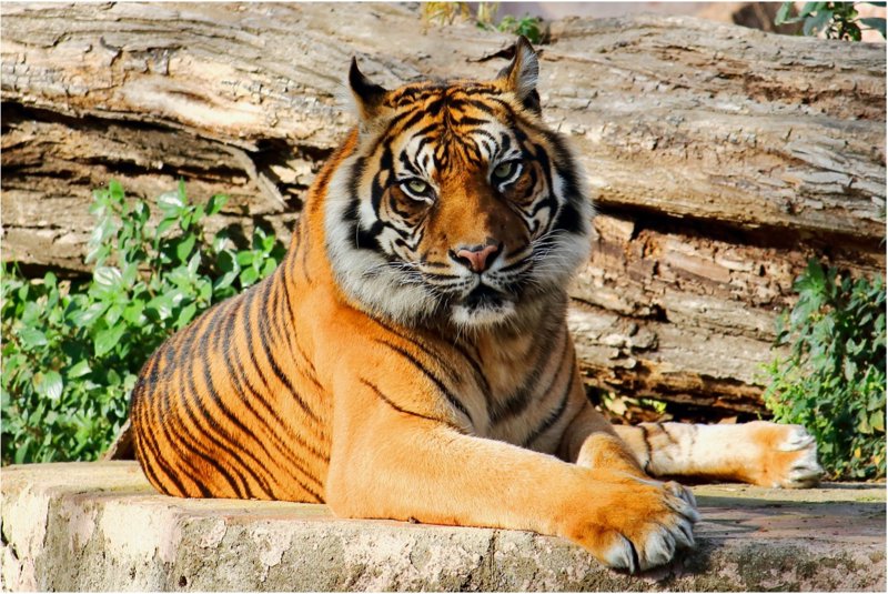 Η περίφημη βασιλική τίγρη της Βεγγάλης