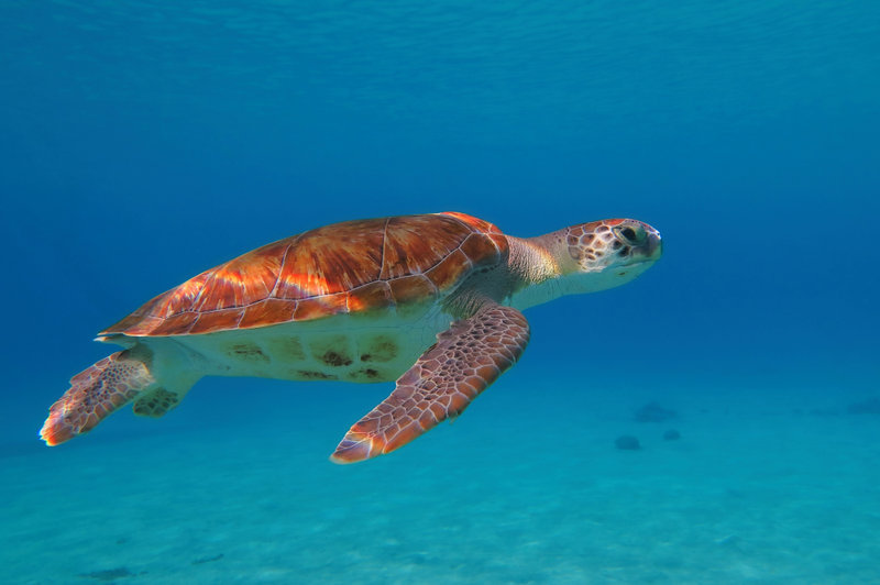 Ο υποβρύχιος κόσμος της Τζαμάικα
