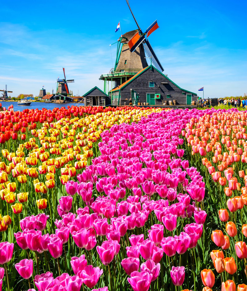 Επίσκεψη στο Πάρκο Κέικενκοφ για να δούμε τις ανθισμένες τουλίπες