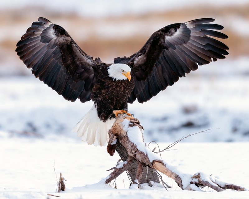 Ανακαλύψτε την άγρια ζωή του Εθνικού Πάρκου Γέλοουστοουν 