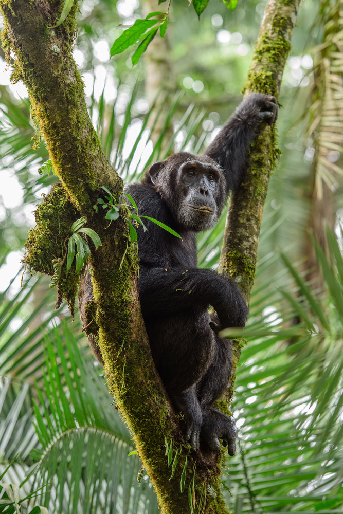 Σαφάρι χιμπατζήδων στο πάρκο Κιμπάλε 