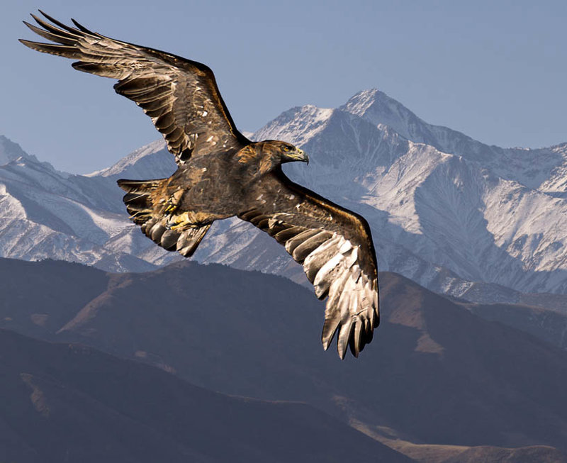Χρυσαετός στο Κιργιστάν 