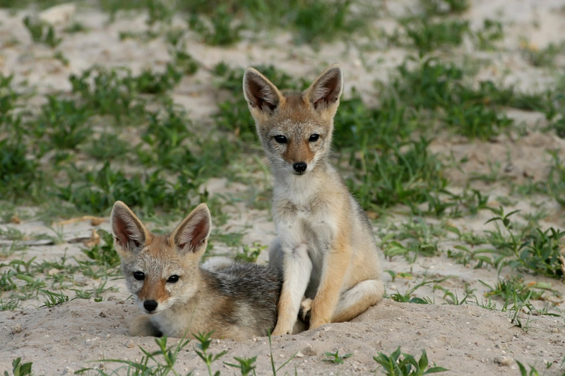 Εθνικό Πάρκο Γκορονγκόσα