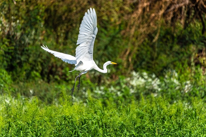 ΛΙΜΑ – ΠΤΗΣΗ ΓΙΑ ΠΟΥΕΡΤΟ ΜΑΛΔΟΝΑΔΟ (Αμαζονία)