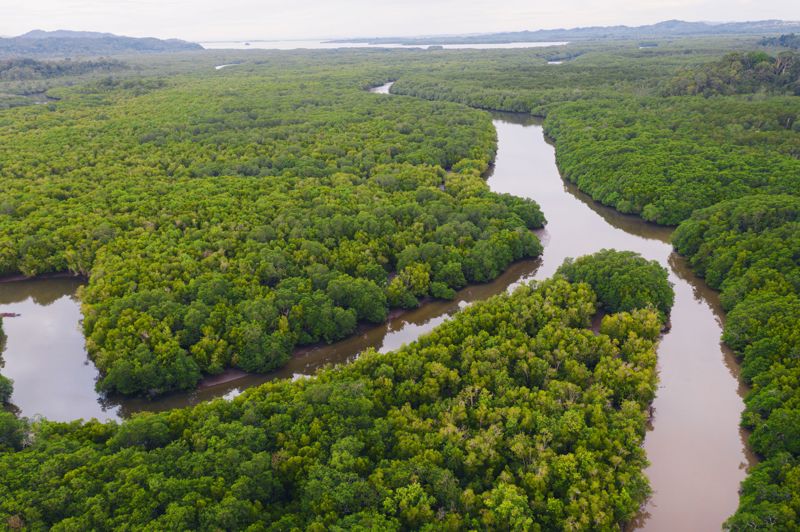 ΣΑΝΤΑΚΑΝ - ΣΕΠΙΛΟΚ (ζούγκλα Κιναμπαταγκάν)