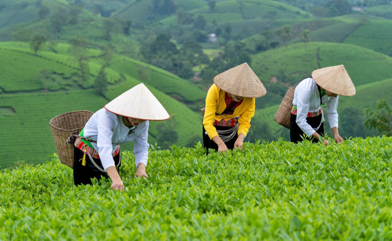 Τσάι, το αγαπημένο ρόφημα των βιετναμέζων 