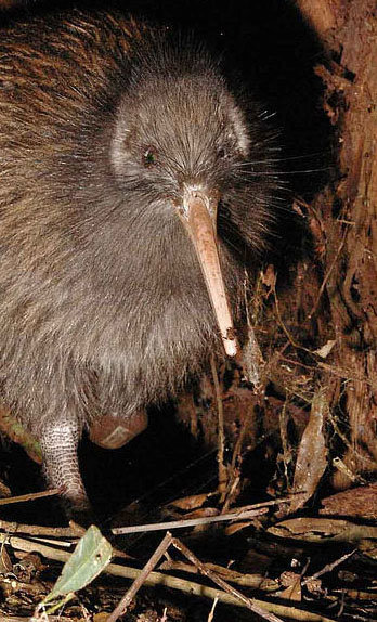 Γνωριμία με το εθνικό σύμβολο της Νέας Ζηλανδίας