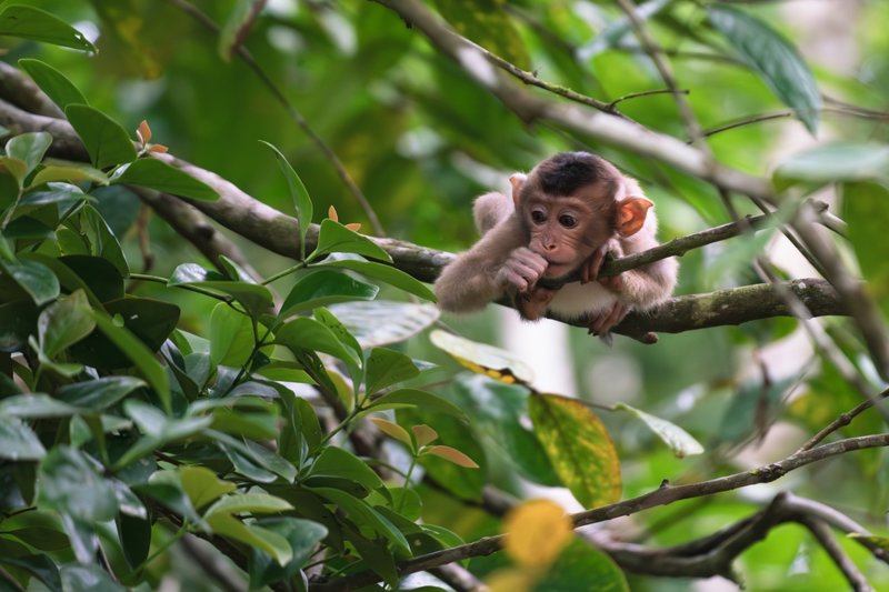Σουκάου, Βόρνεο