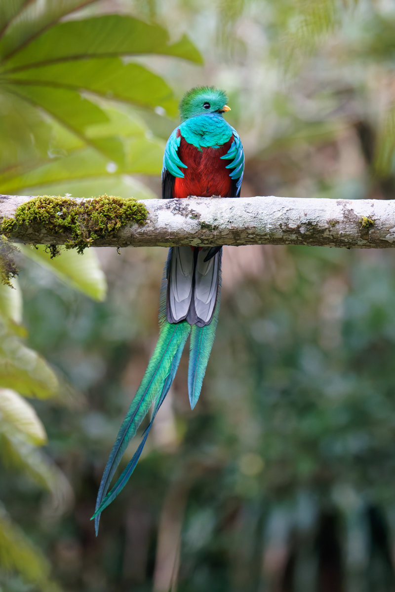 Θαυμάστε τα πολύχρωμα πτηνά Κετζάλ 