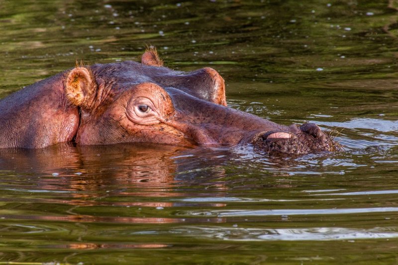 Ο υδροβιότοπος της λίμνης Αβάσσα