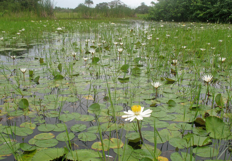 Ένας θησαυρός της φύσης 