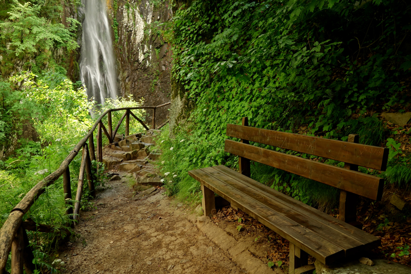 Το Παραποτάμιο Δάσος του Νέστου 