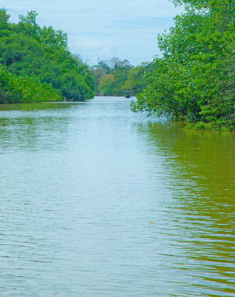 Βαρκάδα στα κανάλια της ζούγκλας Τορτουγκέρο