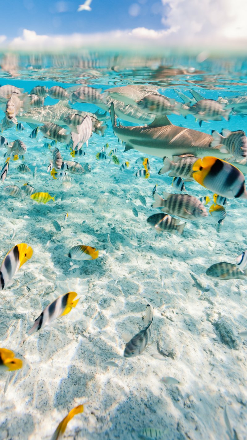 Κρουαζιέρα, τάισμα καρχαριών & σαλαχιών