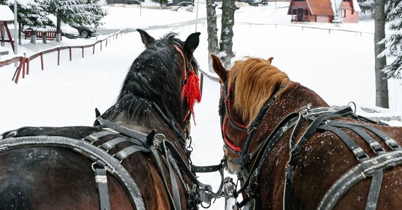 Βόλτα με άμαξα ή έλκηθρο 