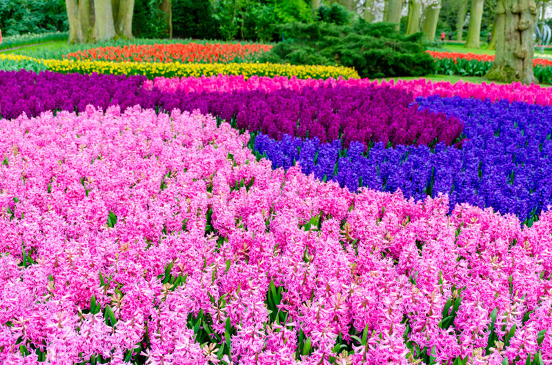 Πλήρες Άμστερνταμ με πάρκο Κέικενχοφ και ανθισμένες τουλίπες