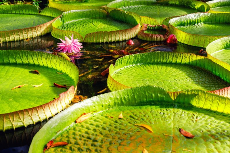 Το Victoria Amazonica 