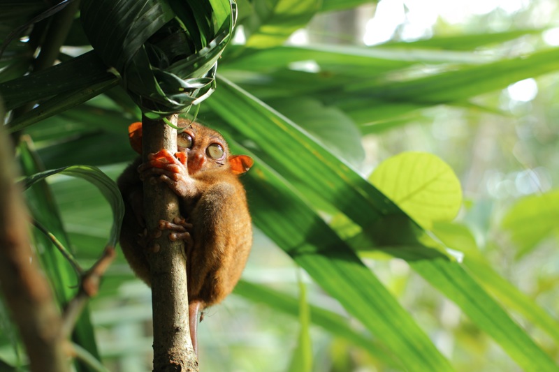 Tarsier, Φιλιππίνες