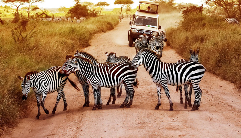 Το εκπληκτικό Πάρκο Σερενγκέτι