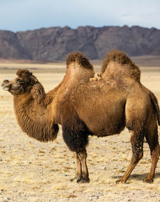 Περιηγηθείτε ιππεύοντας βακτριανές καμήλες 