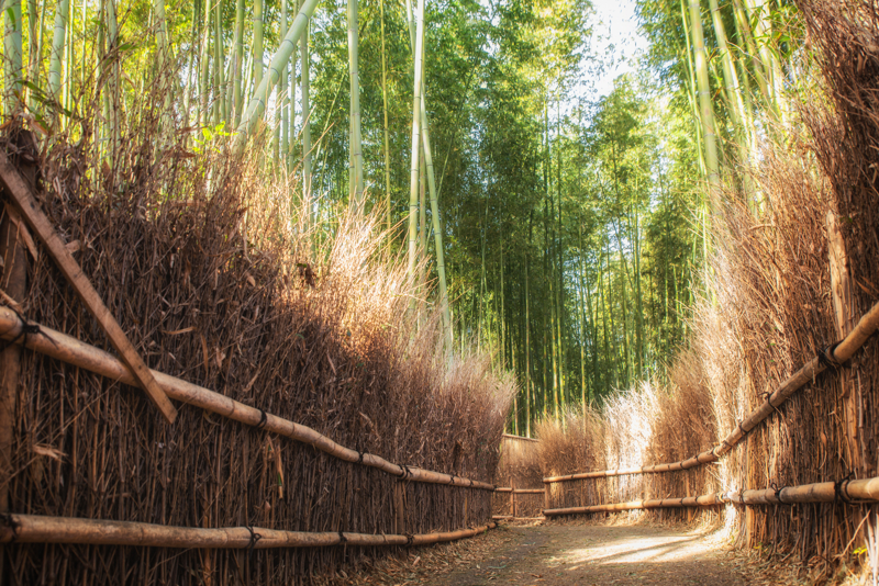 ΚΙΟΤΟ (2η ξενάγηση) – ΔΑΣΟΣ ΑΠΟ ΜΠΑΜΠΟΥ – ΟΣΑΚΑ