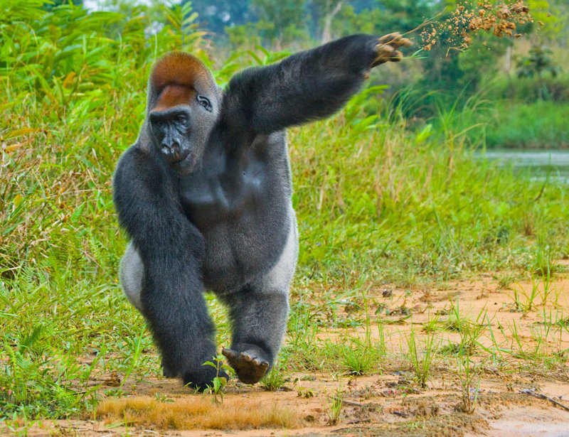 Πεδινός γορίλας στο Εθνικό Καταφύγιο Dzanga-Sangha