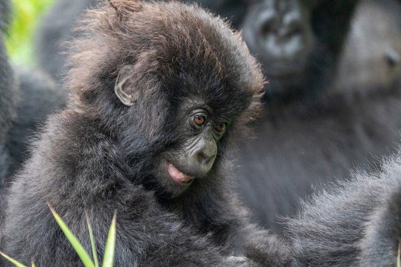 Γνωρίζοντας περισσότερο τους ορεινούς γορίλες 